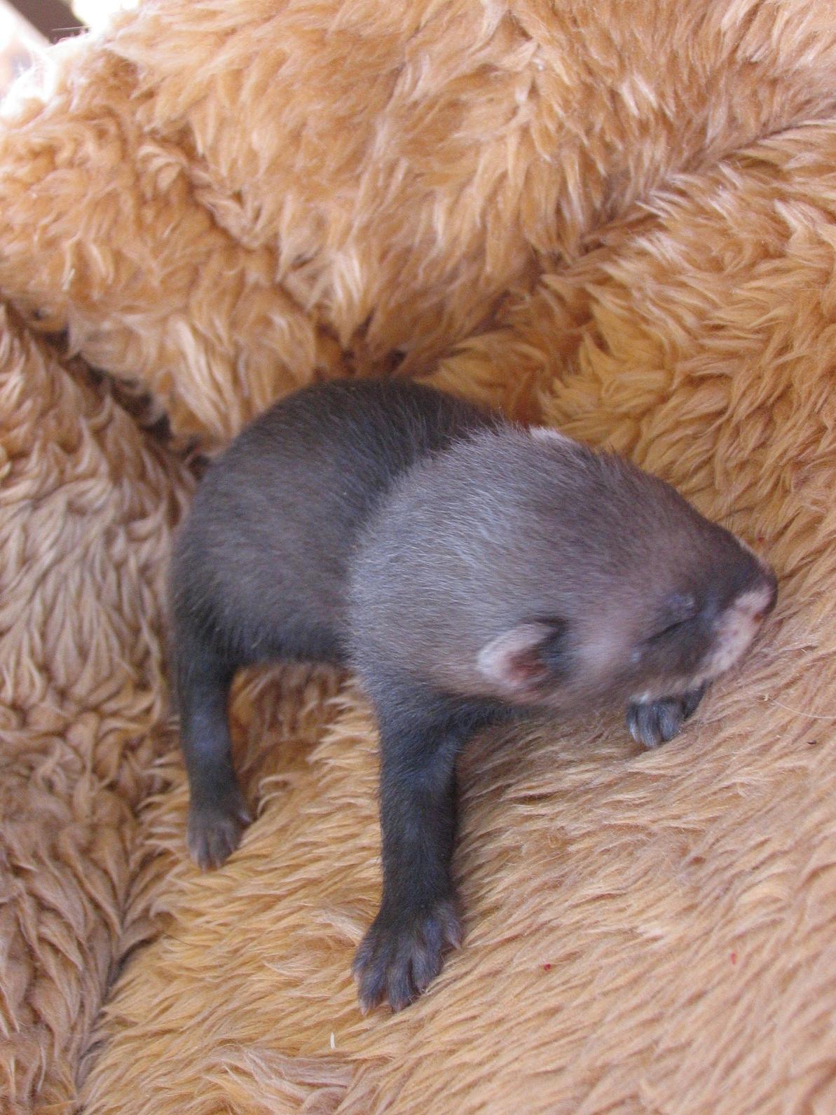 2011-06-08-maibee-29-dni