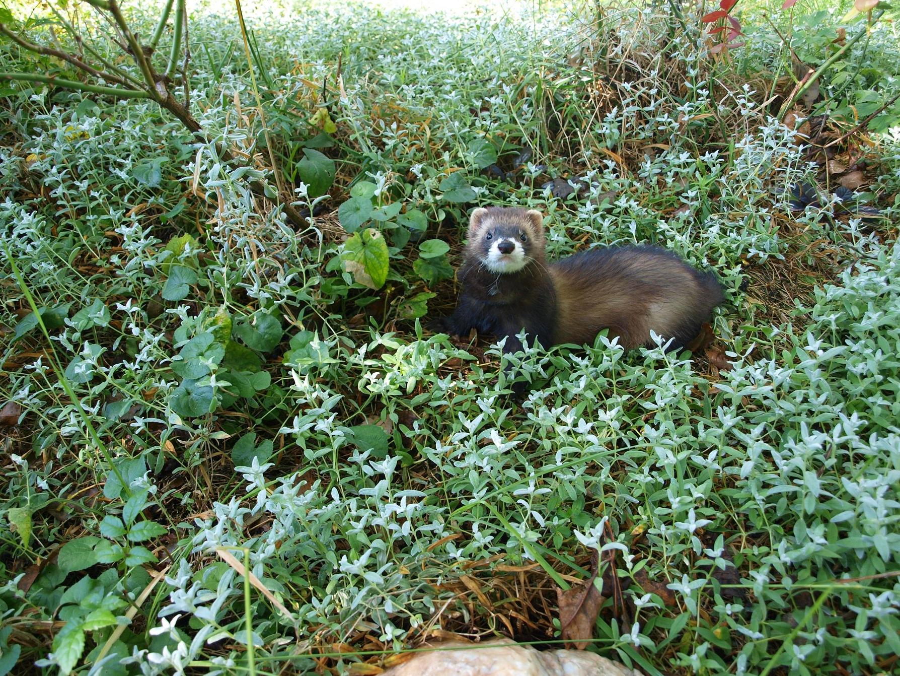 2011-08-na-chalupe