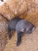 2011-06-08-maibee-29-dni