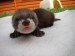 2011-06-12-maibee-34-dni.