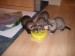 2012-06-miminka-s-bafinkou